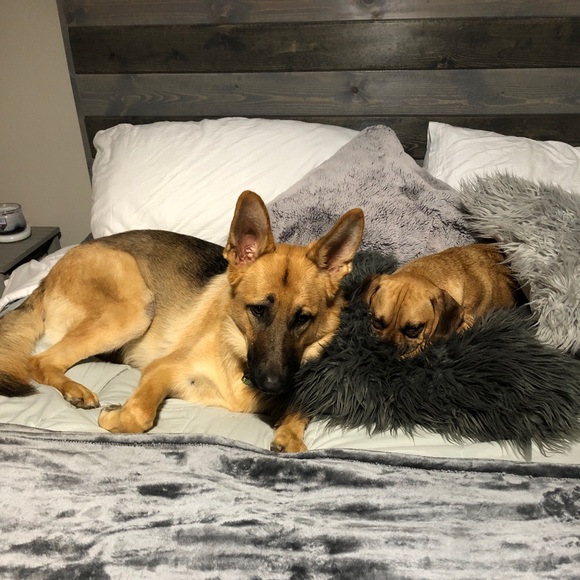 Meet your Posher, Amy - Picture 4 of 5